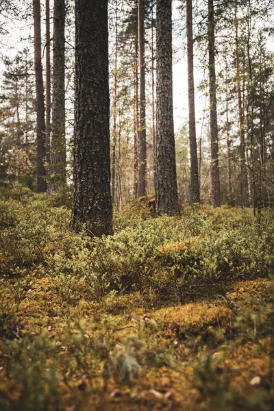 Sonbaharda Uzun Ağaçlı Sakin Orman Manzarası