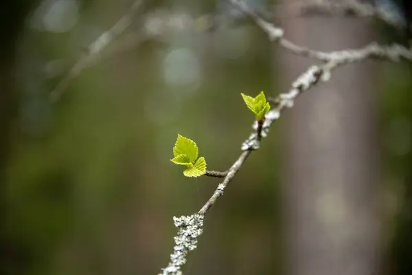 Ormandaki Bir Şubeden Yeni Yapraklar Yayılıyor