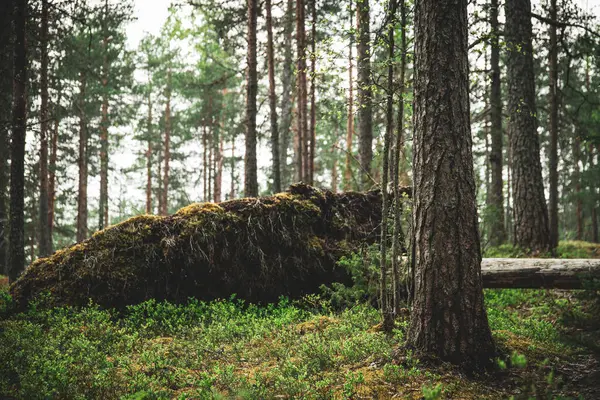 Ilıman Ormanının Yeşillik Çayırını Keşfediyor