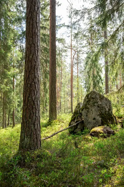 Uzun Ağaçlar Arasında Güneş Işığı Süzülen Huzurlu Orman Sahnesi