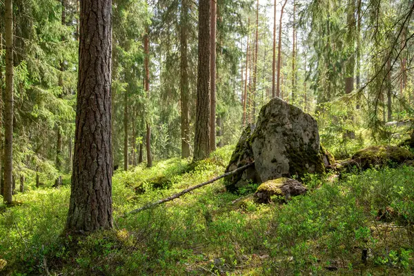 Uzun Ağaçlar Arasında Güneş Işığı Süzülen Huzurlu Orman Sahnesi