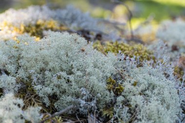 Doğal Orman Zemininde Hassas Lichen ve Yosun Dokuları