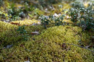 Doğal ortamdaki Yosun Ormanı Zemininin Kapanışı.