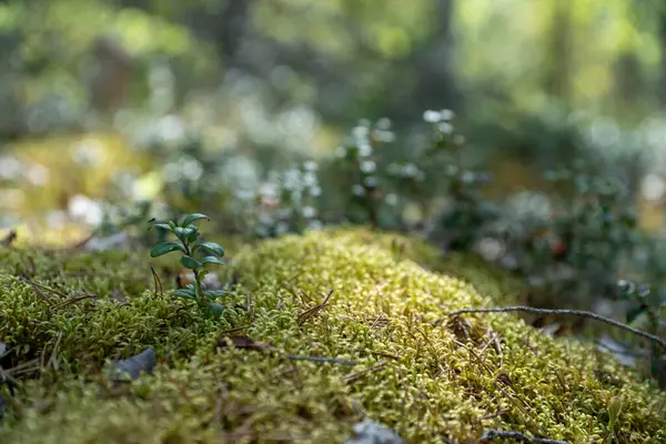 Doğal ortamdaki Yosun Ormanı Zemininin Kapanışı.