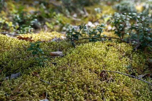 Doğal ortamdaki Yosun Ormanı Zemininin Kapanışı.