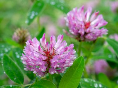 Çiyli, Öpülmüş Pembe Yılan Çiçeğinin Yeşil Çayırdaki Makro Çekimini Kapat