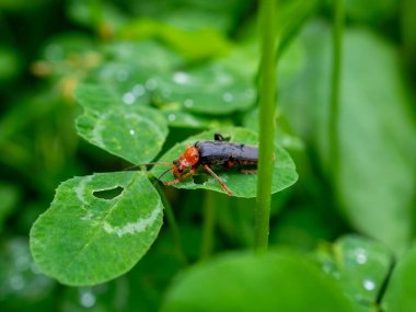 Turuncu Kafalı Böcek Yapraklı Yeşil Yonca yemeğinin tadını çıkarıyor.