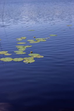 Güneşli bir günde Lily Pedleri ve Yumuşak Dalgalanmalarla Huzurlu Yaz Gölü