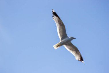 Martı güneşli bir günde açık mavi gökyüzünde zarifçe süzülür.