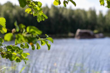 Ön planda yemyeşil yapraklar ve arka planda yumuşak mavi su ile huzurlu göl manzarası