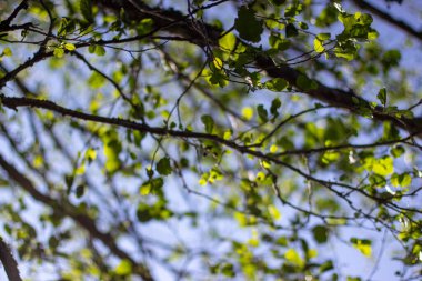 Güneş Işığından Yukarı Bakmak Bir Dalda Yapraklar Parlak Mavi Gökyüzüne Karşı
