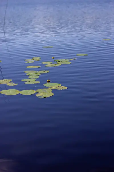Güneşli bir günde Lily Pedleri ve Yumuşak Dalgalanmalarla Huzurlu Yaz Gölü