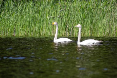 İki zarif beyaz kuğu sakin bir gölde birlikte yüzüyor. Parlak gökyüzünün altında uzun yeşil kamışlarla çevrili.