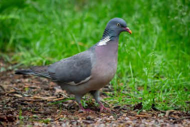 Ormanın zemininde yeşil bitki örtüsü ve düşen yapraklarla çevrili bir güvercin var.