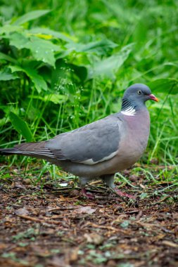 Ormanın zemininde yeşil bitki örtüsü ve düşen yapraklarla çevrili bir güvercin var.