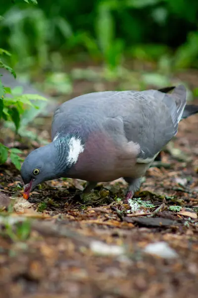Yeşilliğin Ortasında Ormanda Yiyecek Arayan Bir Güvercin