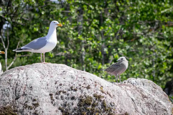 Martı ve martı yavrusu güneşli bir günde yeşil yapraklı bir arka planı olan bir kayaya tünediler.