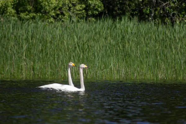 İki zarif beyaz kuğu sakin bir gölde birlikte yüzüyor. Parlak gökyüzünün altında uzun yeşil kamışlarla çevrili.