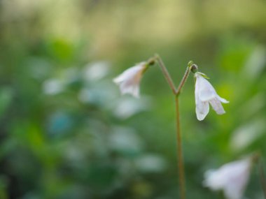 Narin Beyaz Çiçekler Yumuşak Güneş Işığında İnce Bir Kökte Çiçek Açar