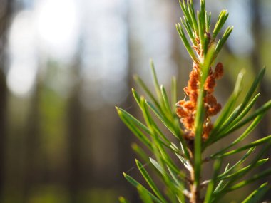 Bir çam ağacının yeni büyümesi ve iğneleri yumuşak doğal ışıkla kaplıdır.