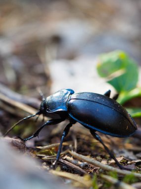 Ormanda Sürünen Siyah Böceğin Makro Çekimini Kapat