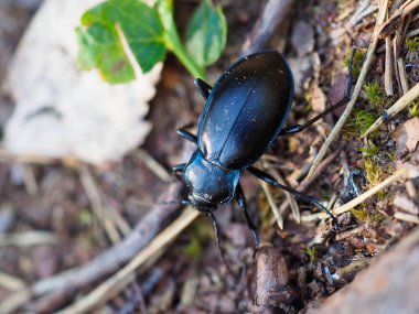 Ormanda Sürünen Siyah Böceğin Makro Çekimini Kapat