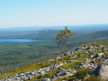 Yalnız Çam Ağacı, Büyük Ormana ve Uzak Göl 'e Bakan Kayalık Arazide Duruyor