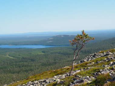 Yalnız Çam Ağacı, Büyük Ormana ve Uzak Göl 'e Bakan Kayalık Arazide Duruyor