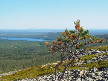 Yalnız Çam Ağacı, Büyük Ormana ve Uzak Göl 'e Bakan Kayalık Arazide Duruyor