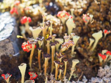 Canlı Minik Trompet Lichen Kümeleri Doğal Güneş Işığında Adorn Rocky Yüzeyi
