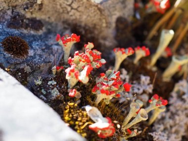 Canlı Minik Trompet Lichen Kümeleri Doğal Güneş Işığında Adorn Rocky Yüzeyi