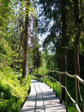 Güneşli bir günde yemyeşil bir ormanda huzurlu bir yürüyüş.