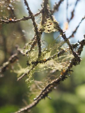 Usnea Lichen 'in Sunlight' taki bir ağaç dalına asılı ayrıntılı bir Macro görüntüsü