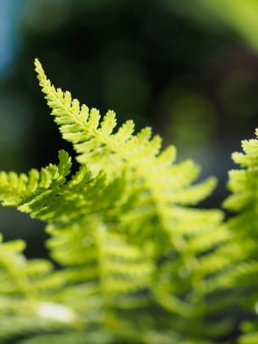 Canlı, yeşil eğreltiotu yapraklarının karmaşık desenleriyle yakın çekim.