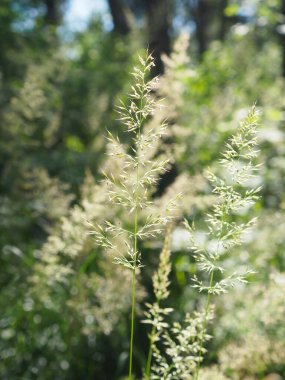 Güneş Işığında Hassas Tohum Kafalarıyla Uzun Yeşil Çimlerin Görüntüsünü Kapat