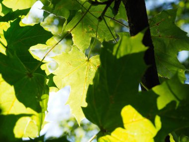 Canlı Yeşil Akçaağaç 'tan geçen Güneş Işığı Parlak Yaz Gününde Yapraklar