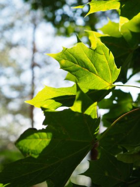 Canlı Yeşil Akçaağaç 'tan geçen Güneş Işığı Parlak Yaz Gününde Yapraklar
