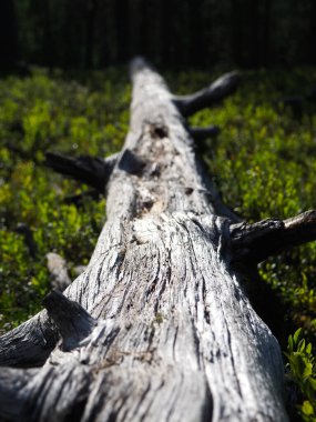 Devrilmiş Ağaç Gövdesi Güneş Işığı Altındaki Yeşil Vejetaryen Ortasına