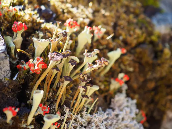 Canlı Minik Trompet Lichen Kümeleri Doğal Güneş Işığında Adorn Rocky Yüzeyi