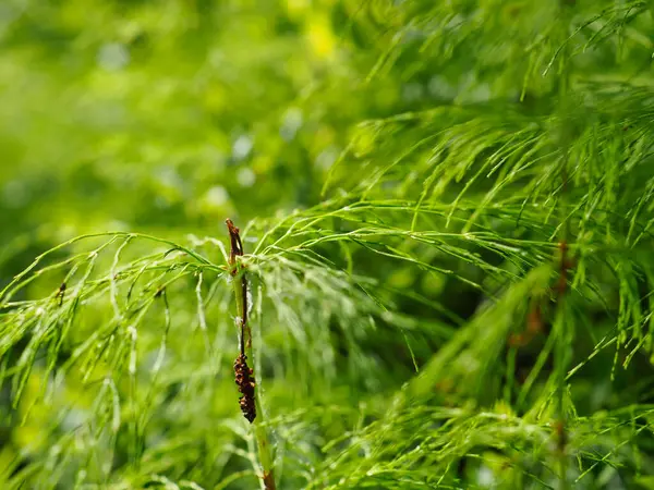 Narin Yeşil Eğreltiotu Önleri Doğada Güneş Işığı Altında Yavaşça Sallanıyor