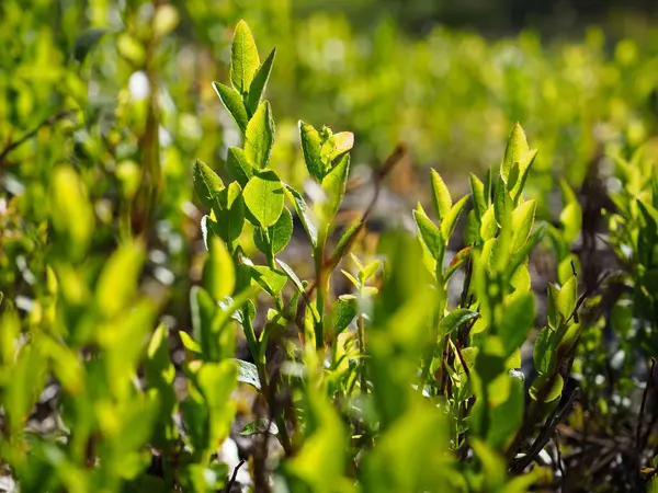 Yumuşak Bokeh Arkaplanlı Güneşli Ormanda Lingonberry Çalılıklarının Yakın Görüntüsü