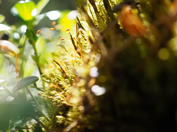 Bir güneş ışığı, ormandaki yıpranmış bir dalda narin yosun ve sporları aydınlatır.