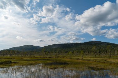 Bulutlu Mavi Gök Altında Yansıtıcı Sulak Arazili Geniş Yeşil Yaban