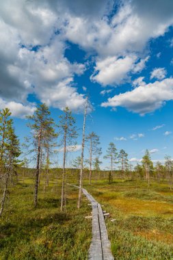Ahşap bir tahta kaldırım Mavi Gök Altındaki Yeşil Bataklıkta Rüzgâr