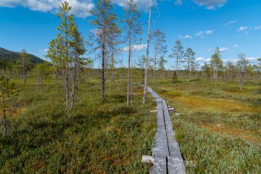 Tahta tahta patika, berrak mavi bir gökyüzünün altında canlı ve sıkıcı bir orman manzarasının içinden geçiyor.