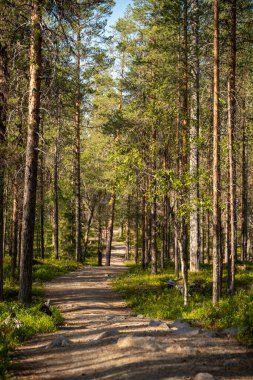 Yoğun Evergreen Ormanı 'nda, Yeşil Ağaçlar ve Ağaçların Altında Güneş Işığı Yolu