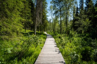 Güneşli bir günde yemyeşil bir ormanda ahşap bir patika.