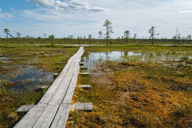 Tahta Tahta İskeleler Geniş ve güneşli bir arazide geziniyor.