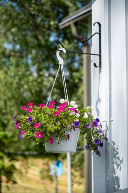 Canlı çiçekler Asılan beyaz bir tencere