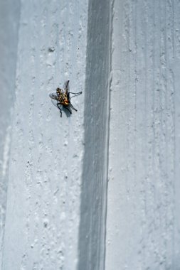 Küçük Yırtıcı Böcek, Dikey Avlanma Yüzeyine Girdi